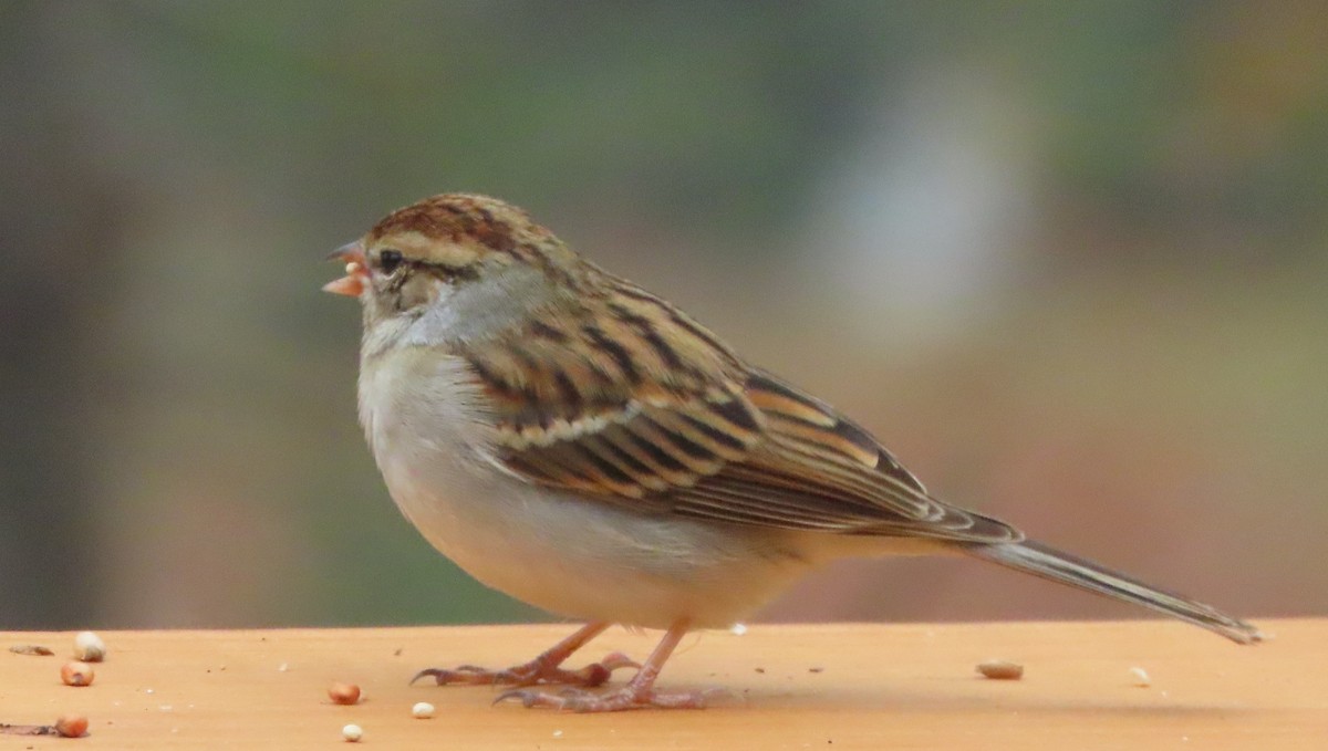 Chipping Sparrow - ML646578738
