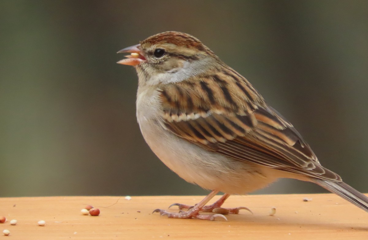 Chipping Sparrow - ML646578739