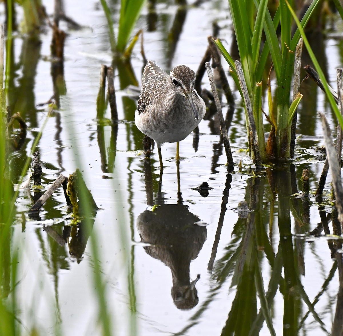 vodouš bahenní - ML646578742