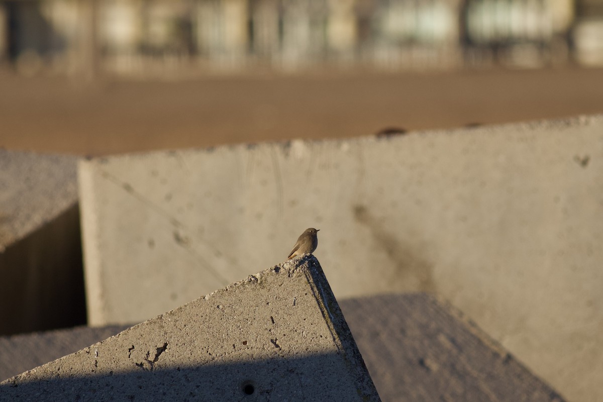 クロジョウビタキ - ML646578743