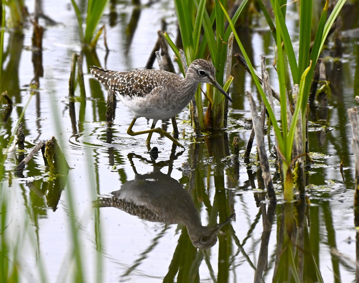vodouš bahenní - ML646578745