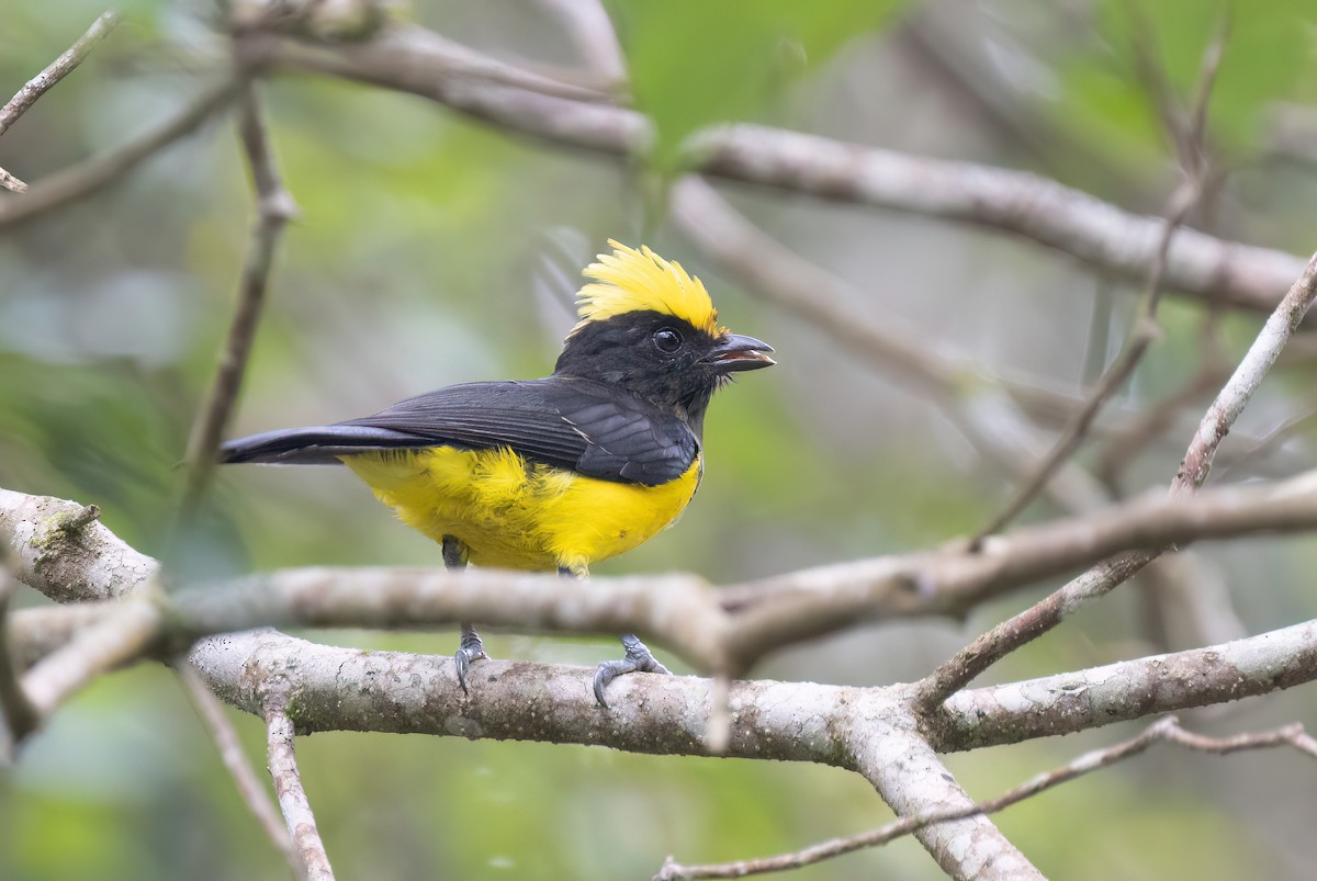 Sultan Tit - ML646578746