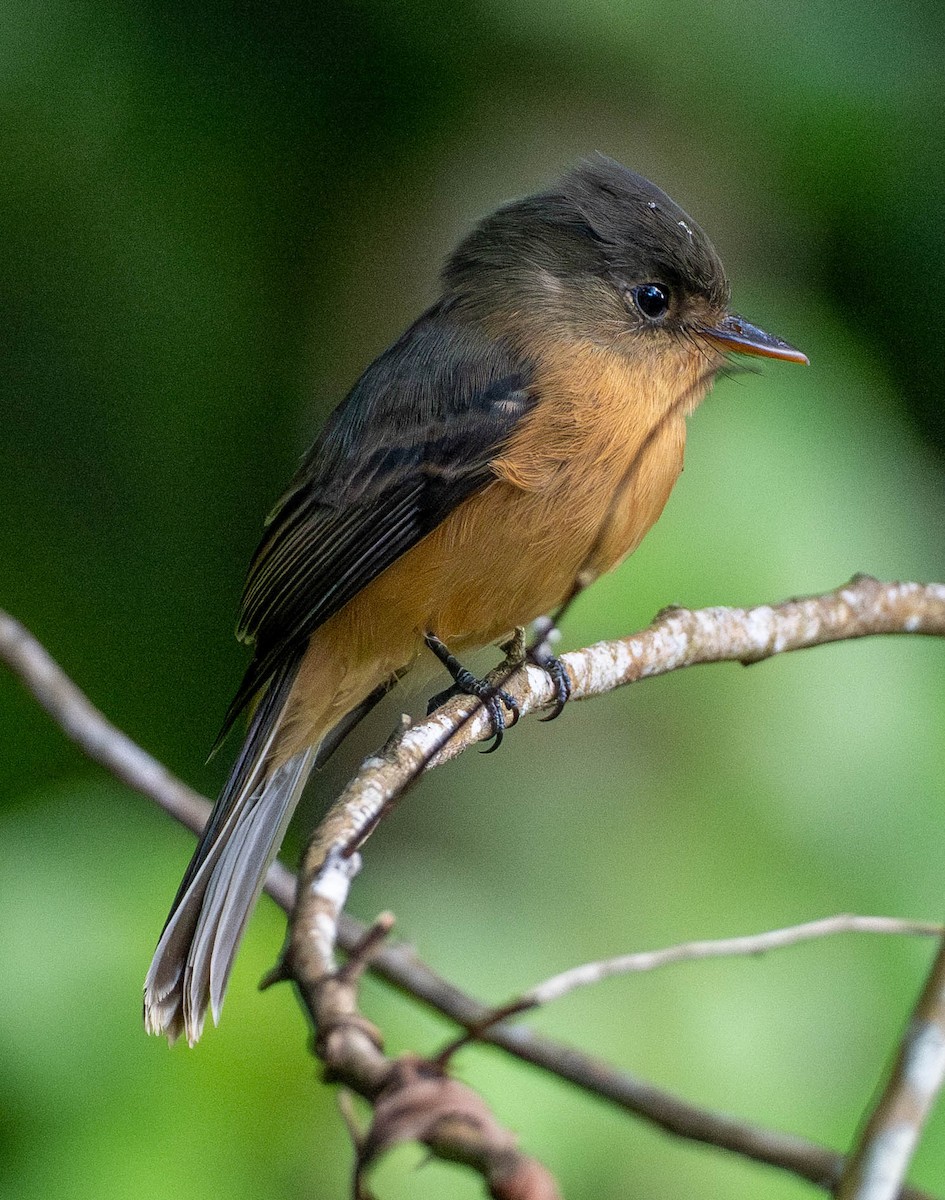 Антильский пиви (latirostris) - ML646578747