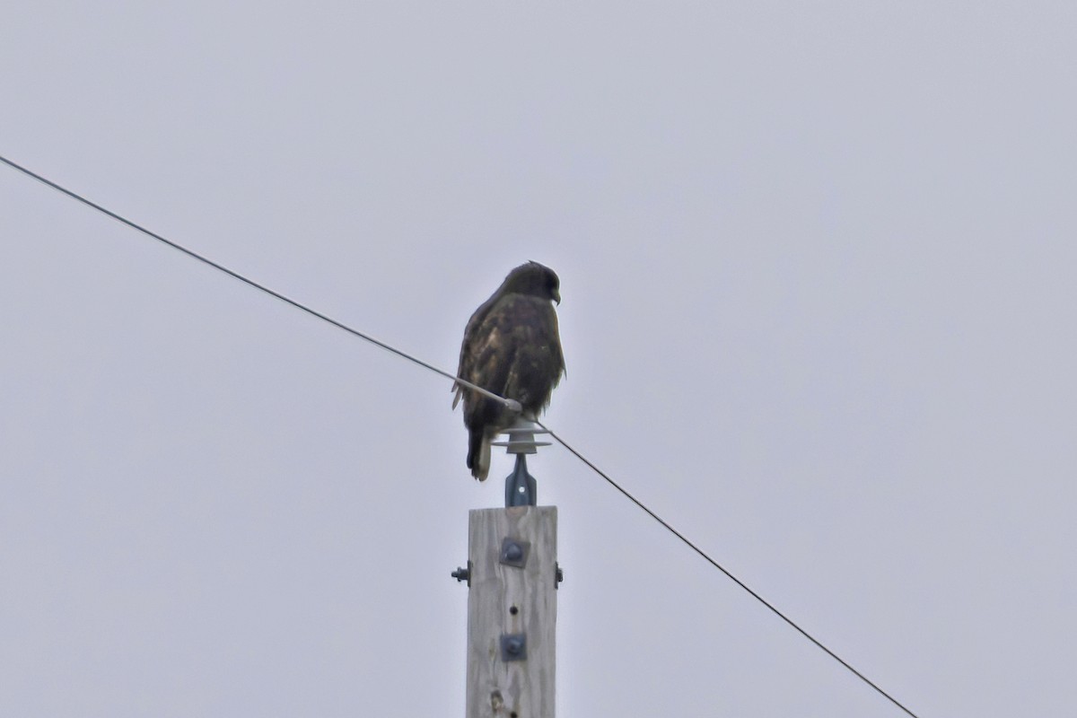 Red-tailed Hawk - ML646578748