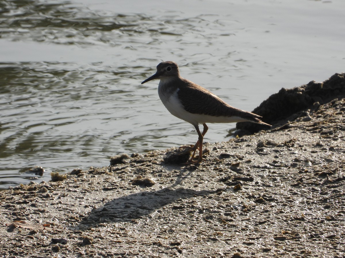 Common Sandpiper - ML646578751