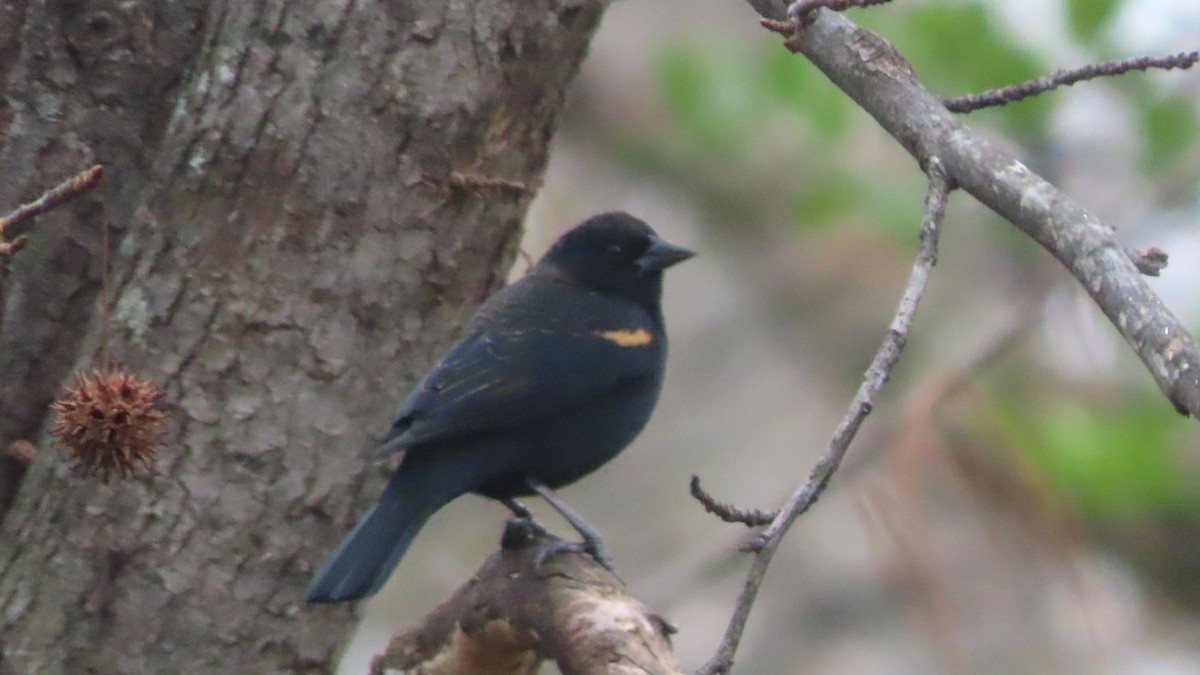 Red-winged Blackbird - ML646578752