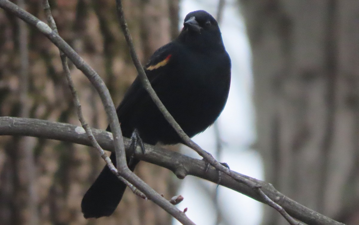 Red-winged Blackbird - ML646578753