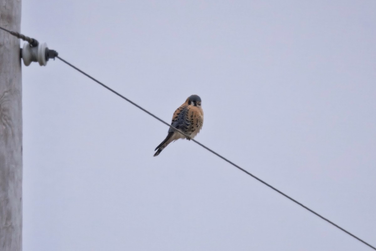 American Kestrel - ML646578754