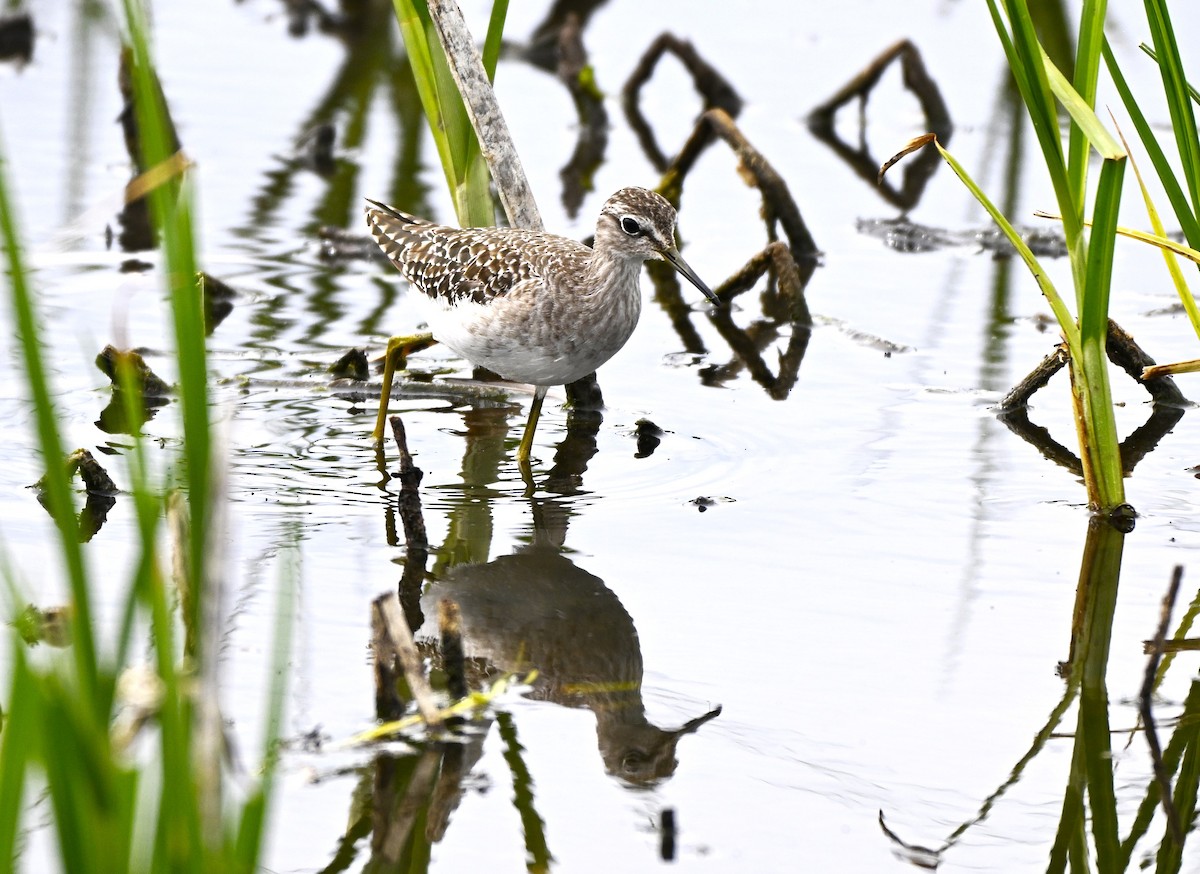 vodouš bahenní - ML646578755