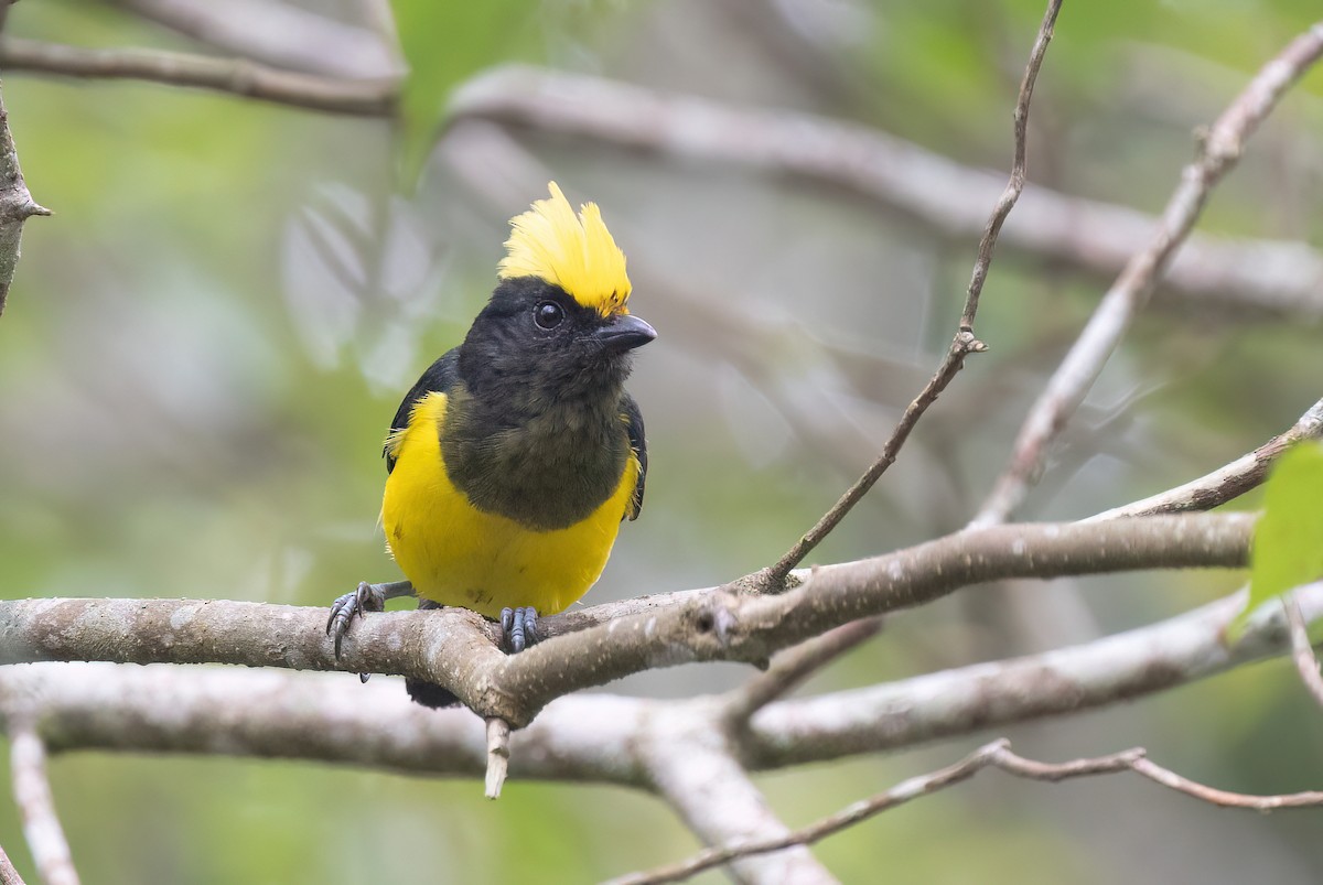 Sultan Tit - ML646578756