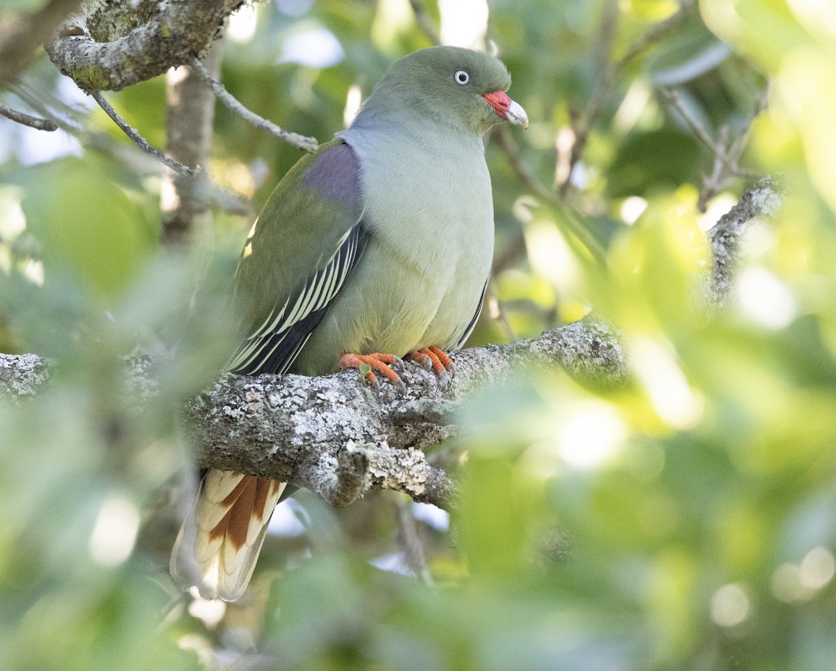 Rotnasen-Grüntaube - ML646578757