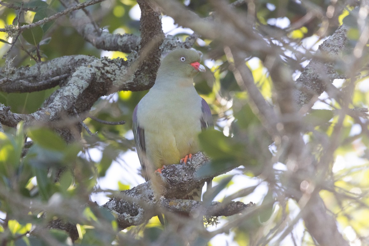 Rotnasen-Grüntaube - ML646578758