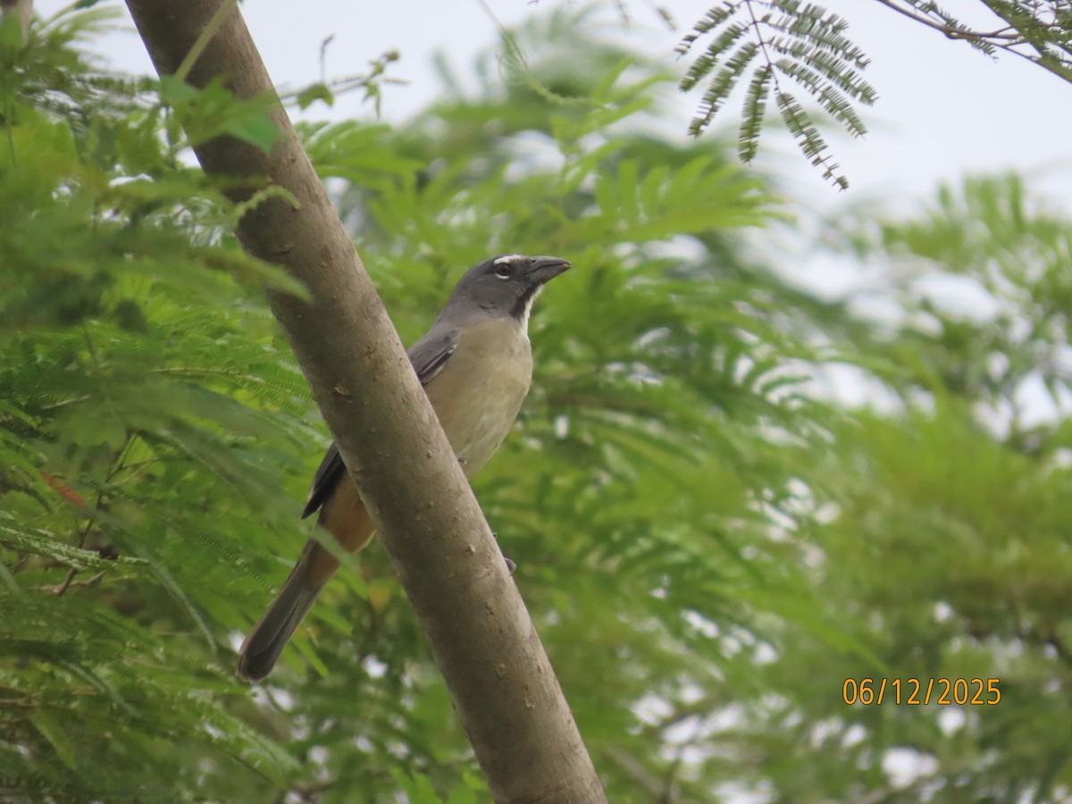 Olive-gray Saltator - ML646578759