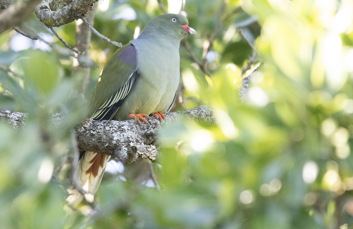 Rotnasen-Grüntaube - ML646578760