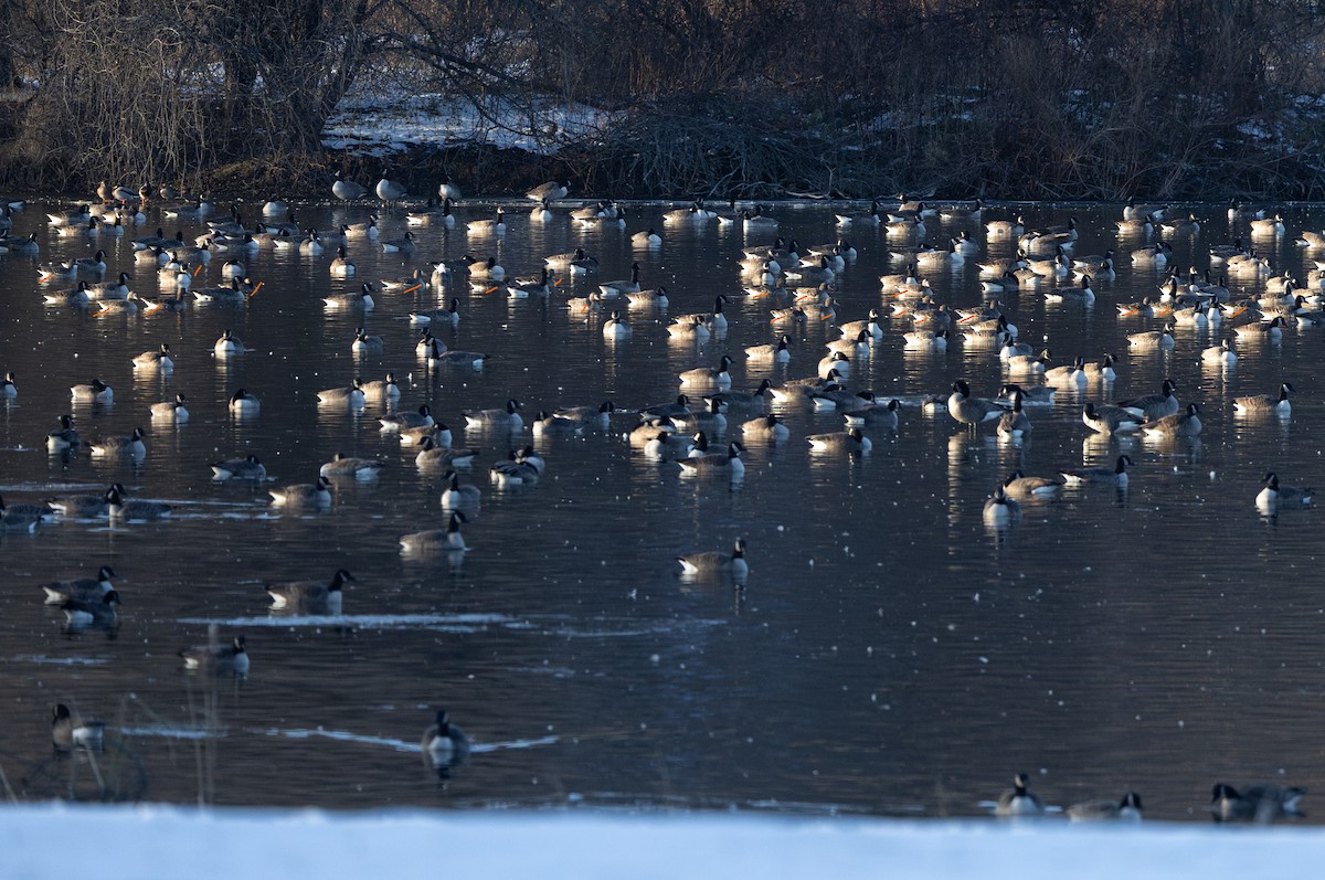 Белолобый гусь - ML646578761