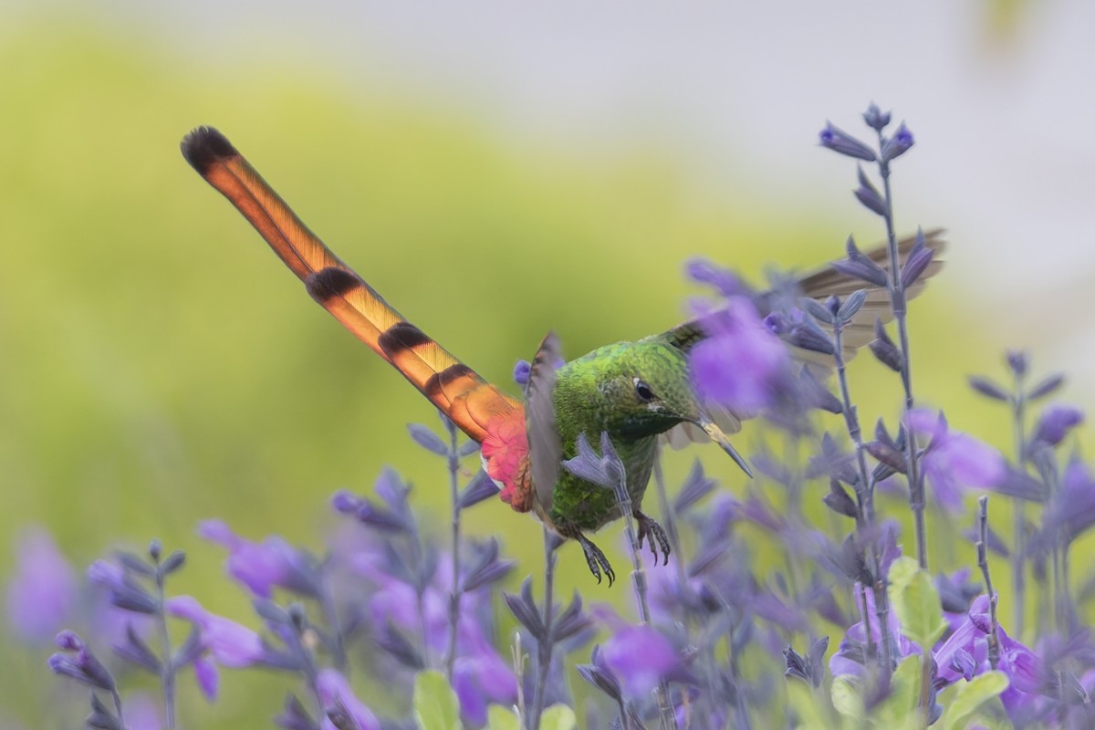 Сафо - ML646578762