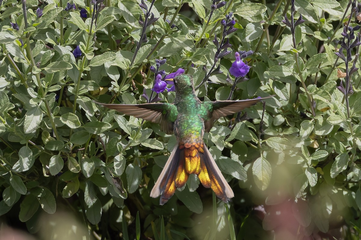 Сафо - ML646578763