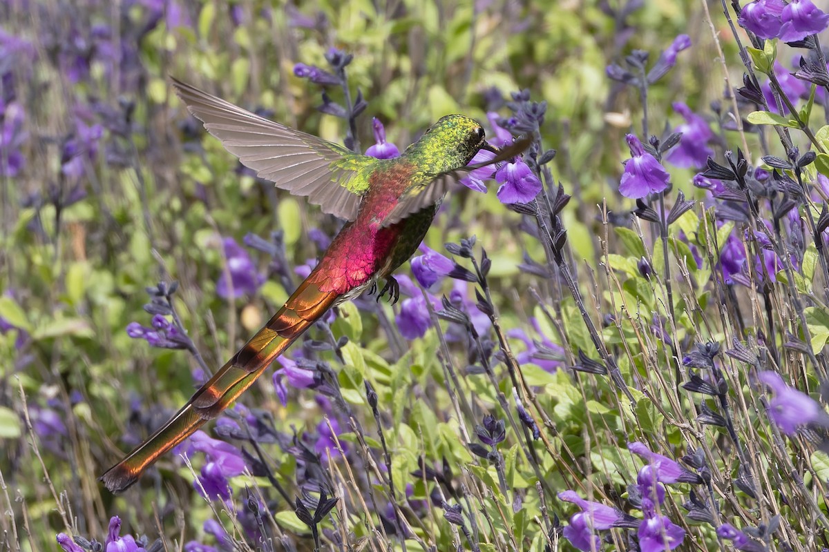 Сафо - ML646578764