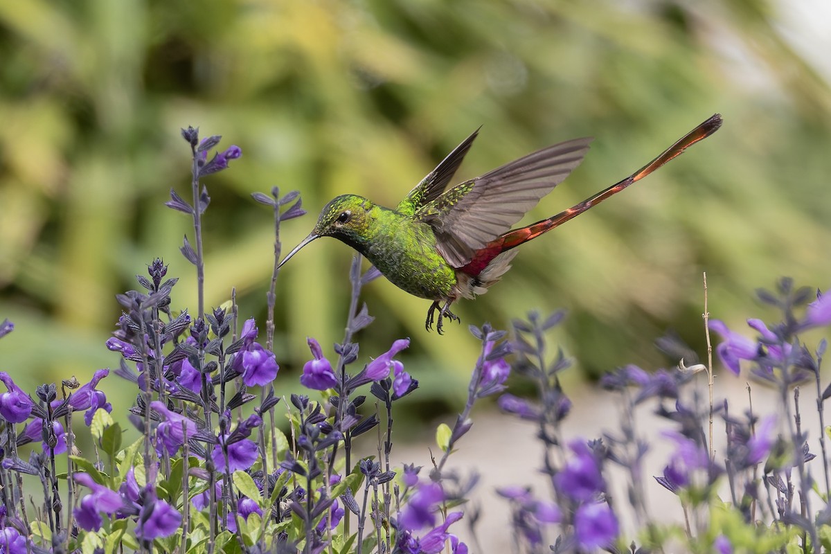 Сафо - ML646578765