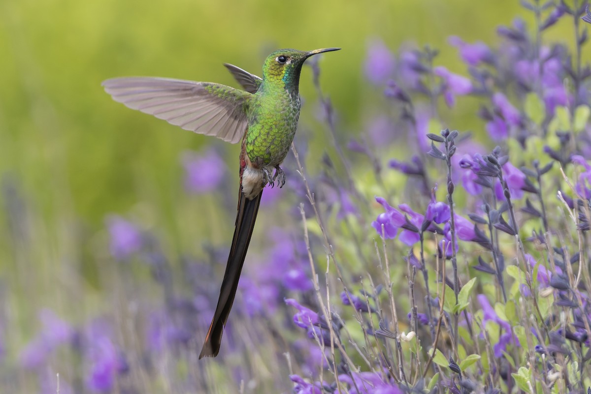 Сафо - ML646578766