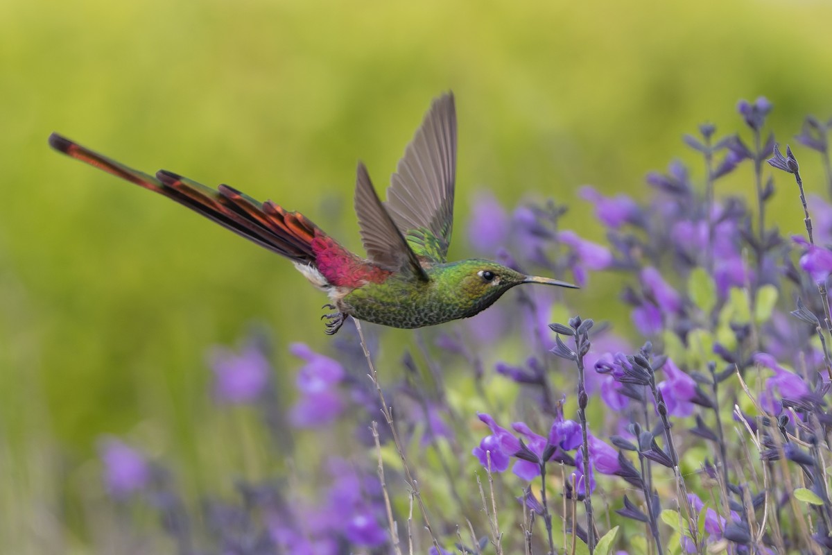 Сафо - ML646578767