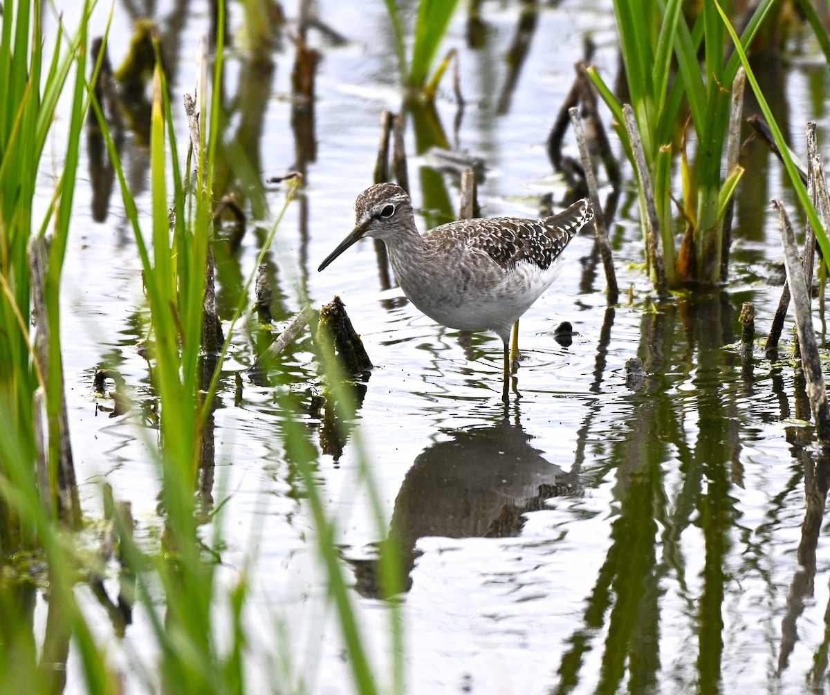 vodouš bahenní - ML646578769