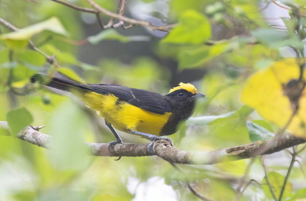 Sultan Tit - ML646578770