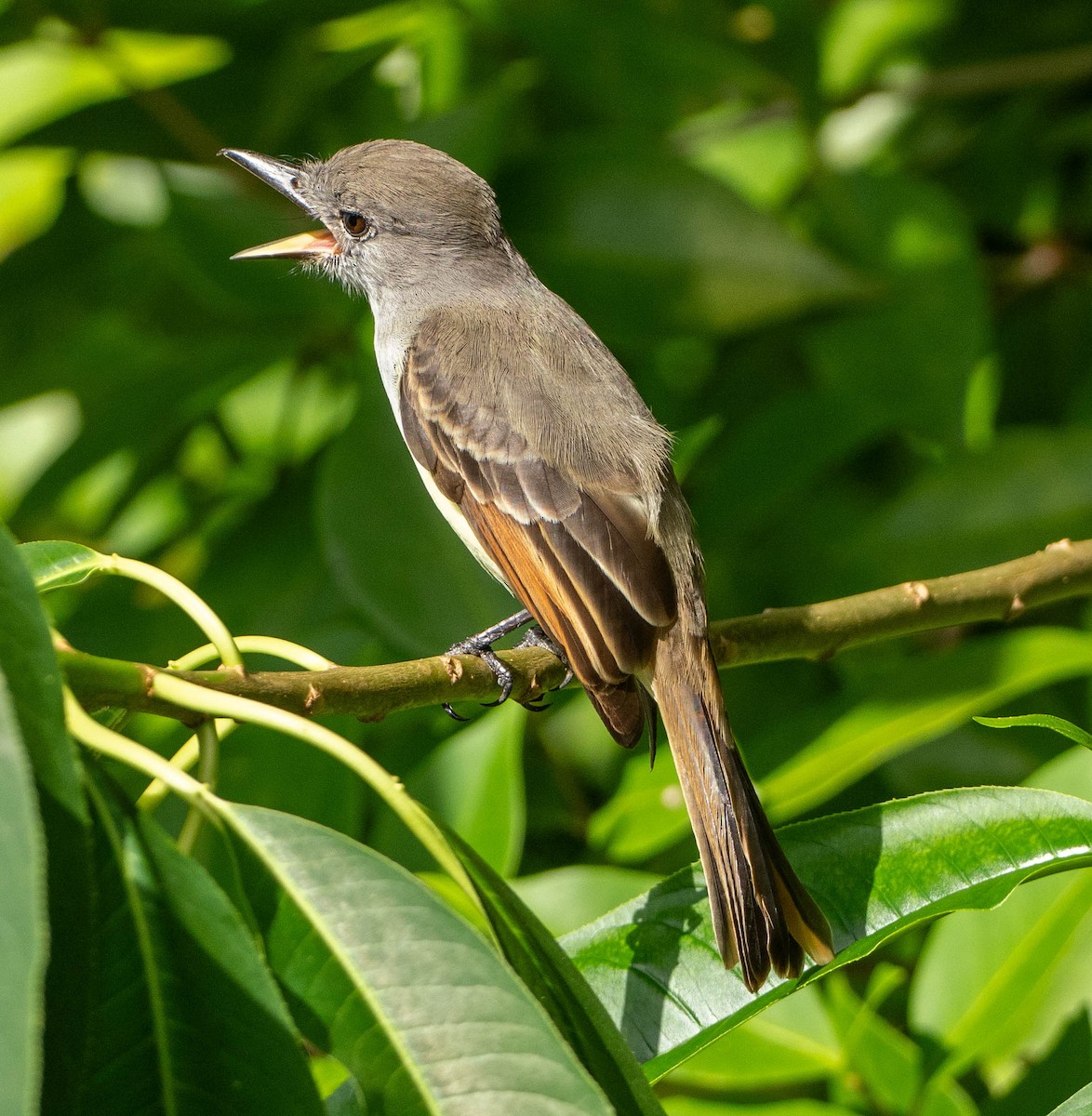 Антильский миарх - ML646578773