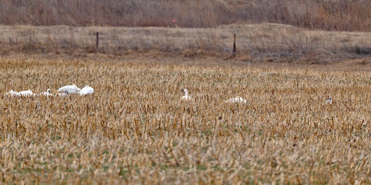 Trumpeter Swan - ML646578774