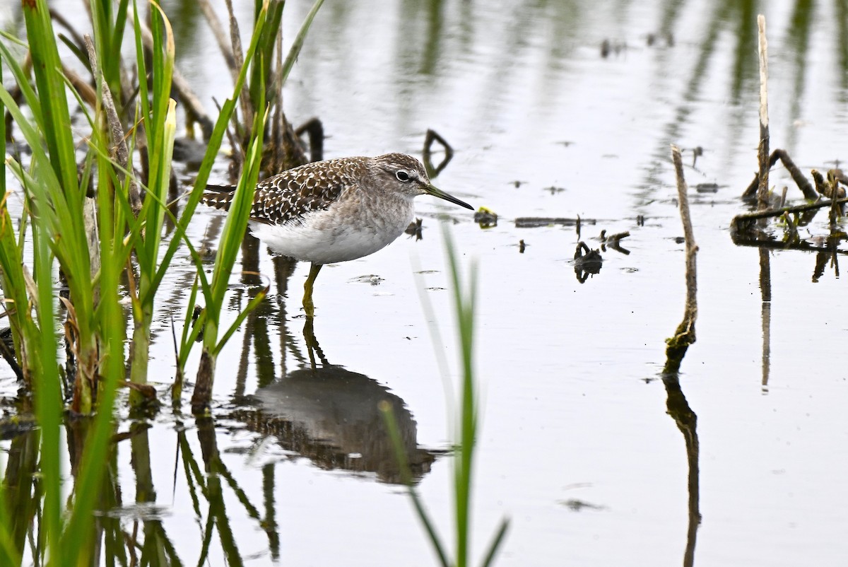 vodouš bahenní - ML646578780