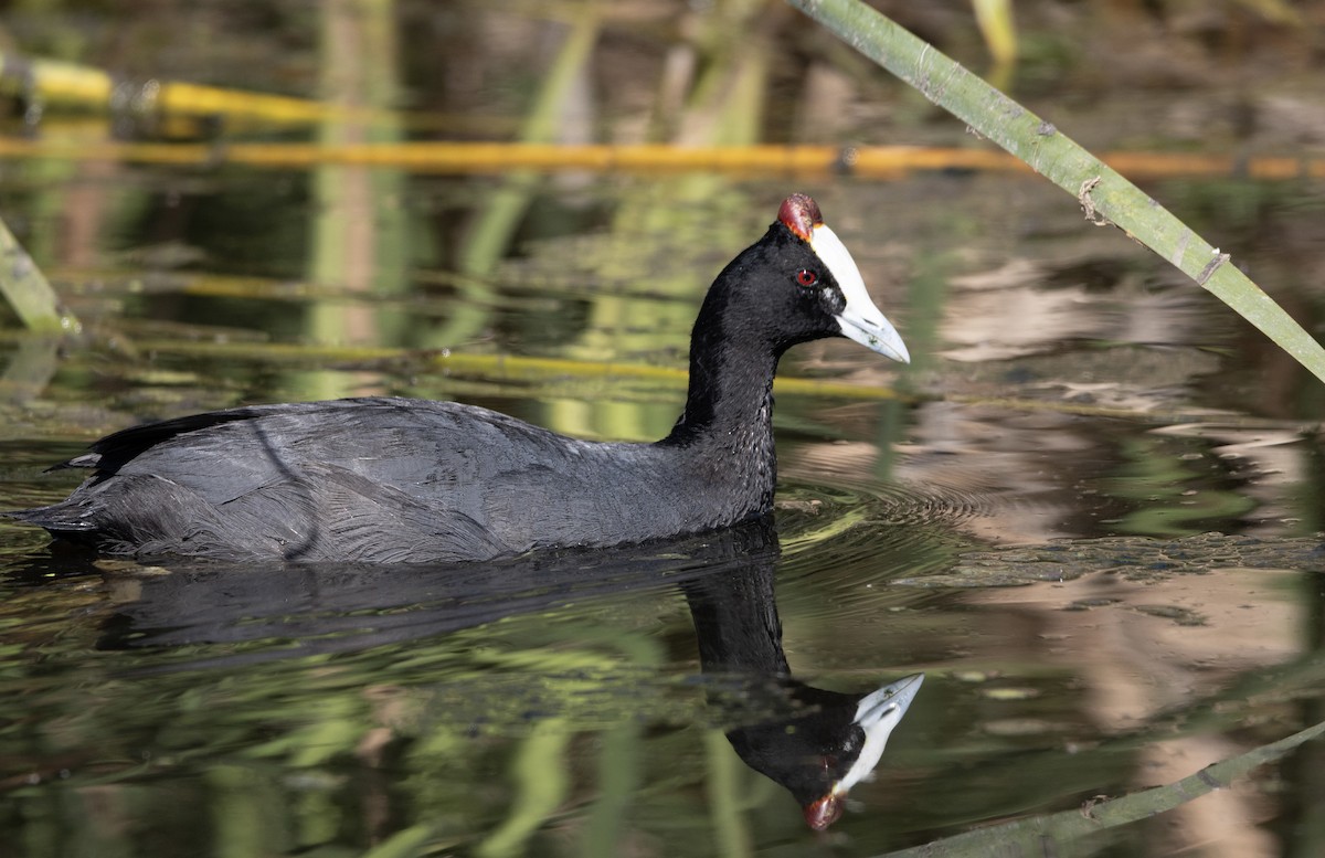 Focha Moruna - ML646578781