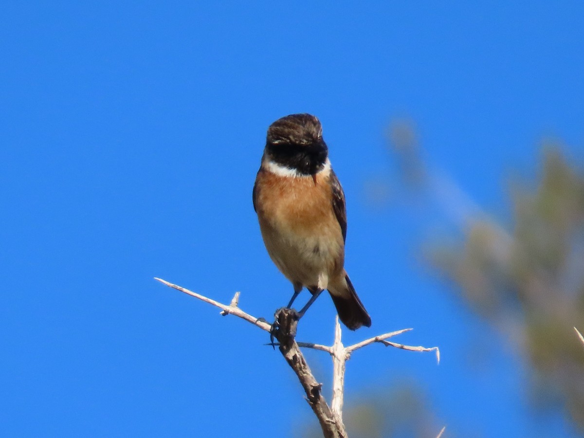 Черноголовый чекан - ML646578782