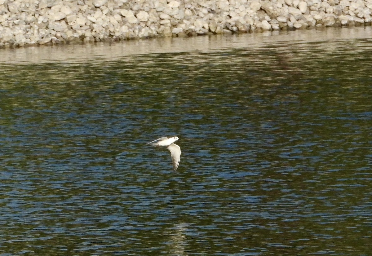 White-winged Tern - ML646578785