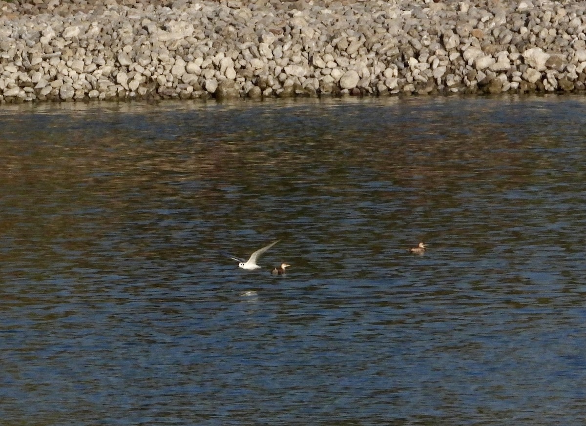 Little Tern - ML646578786