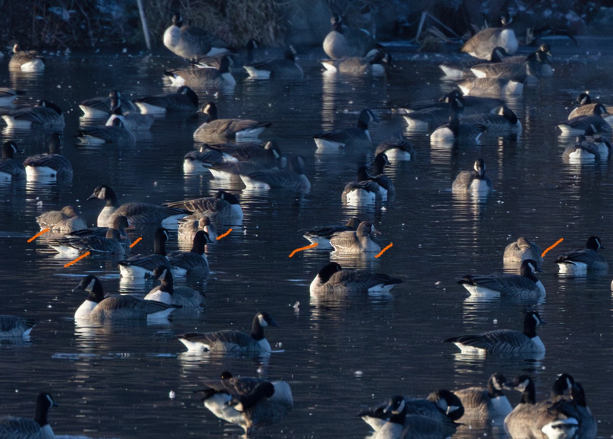 Белолобый гусь - ML646578787