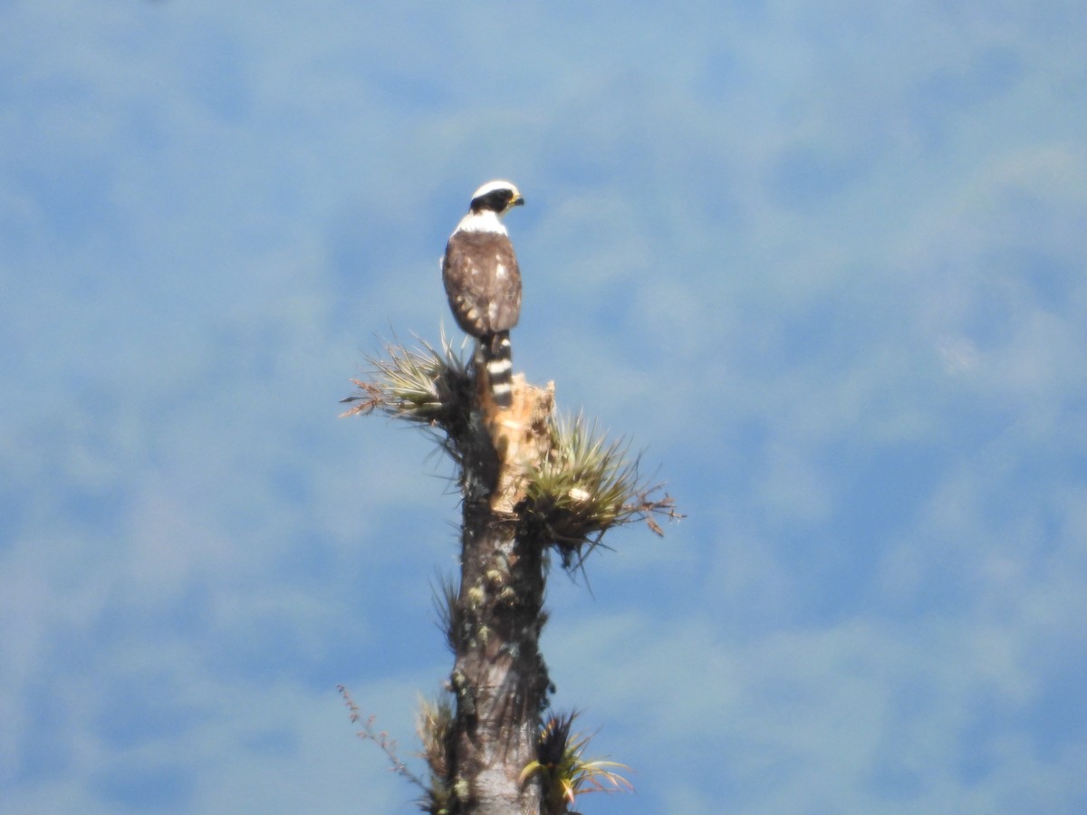 Laughing Falcon - ML646578790