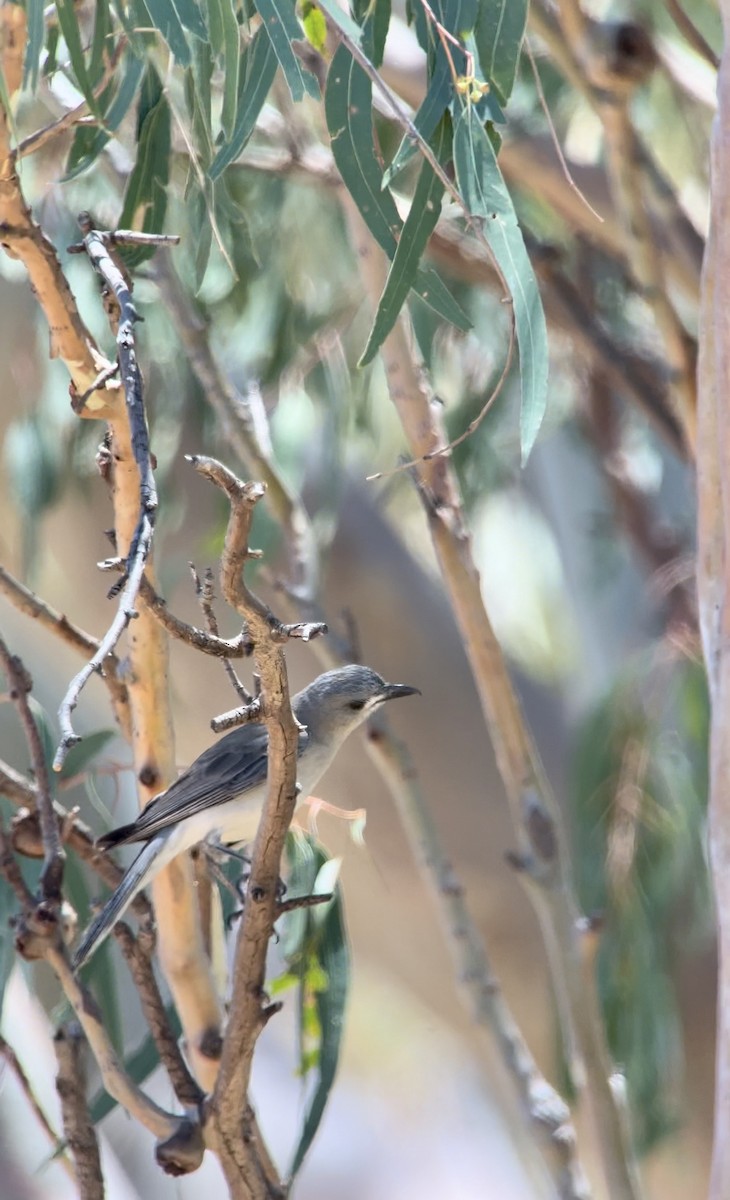 Gray Shrikethrush - ML646578791
