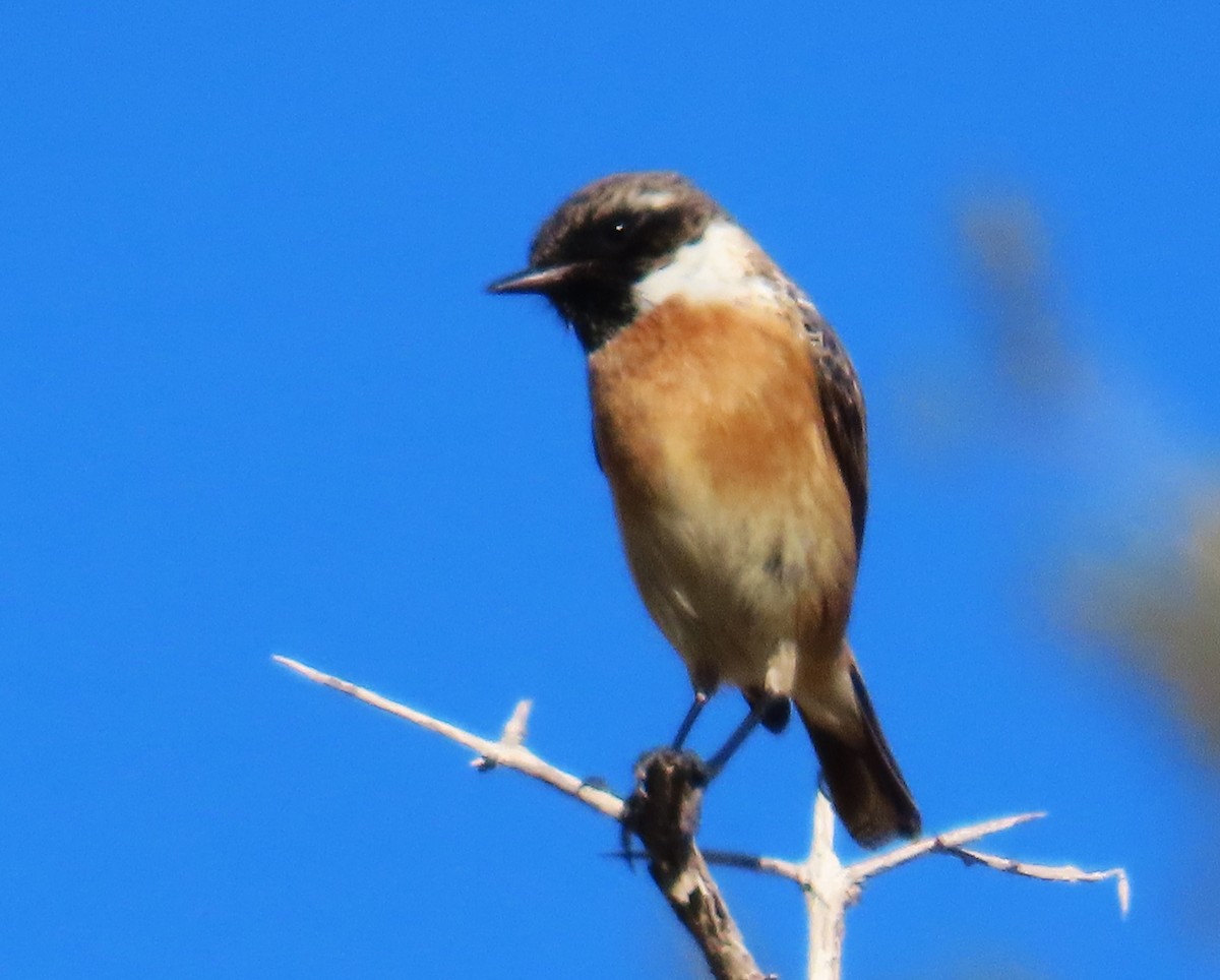 Черноголовый чекан - ML646578793