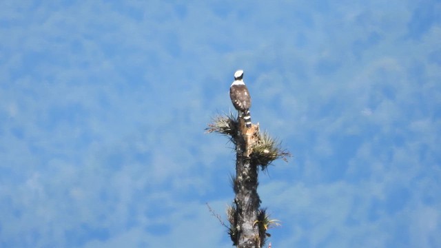 Halcón Reidor - ML646578794