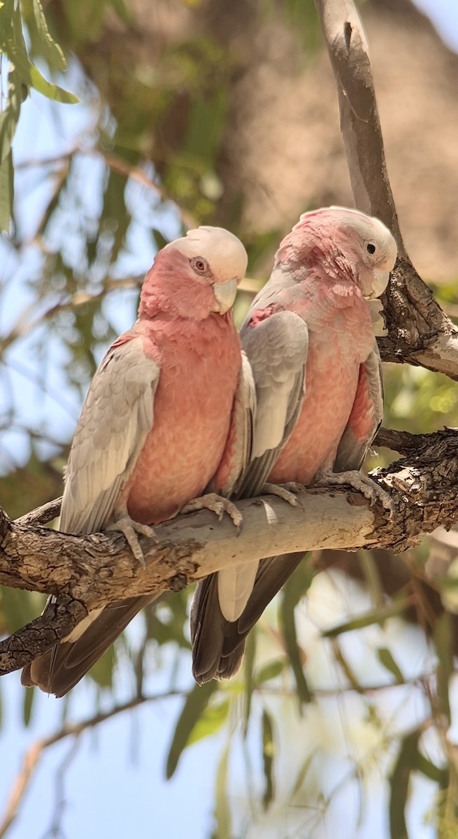 Galah - ML646578799