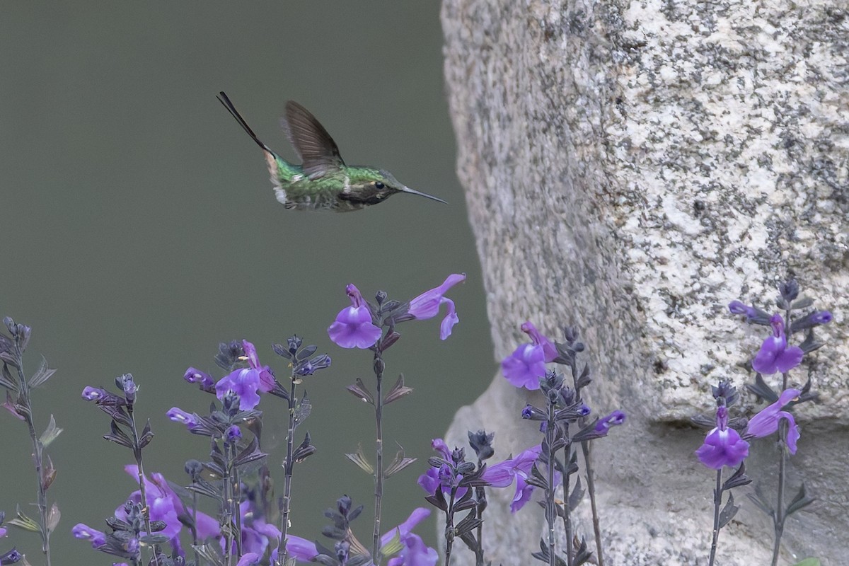 Колібрі тонкохвостий - ML646578800