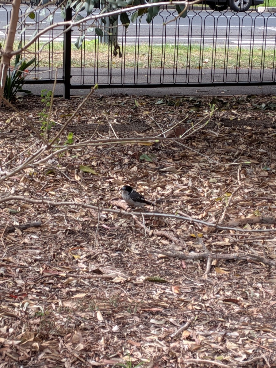 Gray Butcherbird - ML646578801