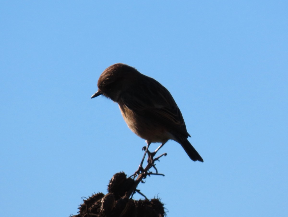 Черноголовый чекан - ML646578803