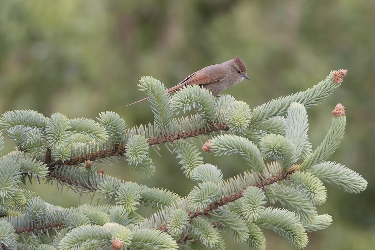 Сікора бура - ML646578804