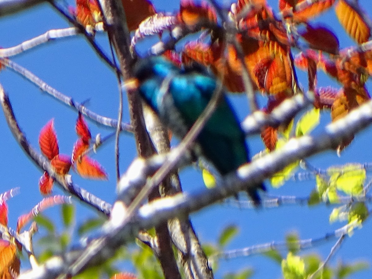 Изумрудная кукушка - ML646578805