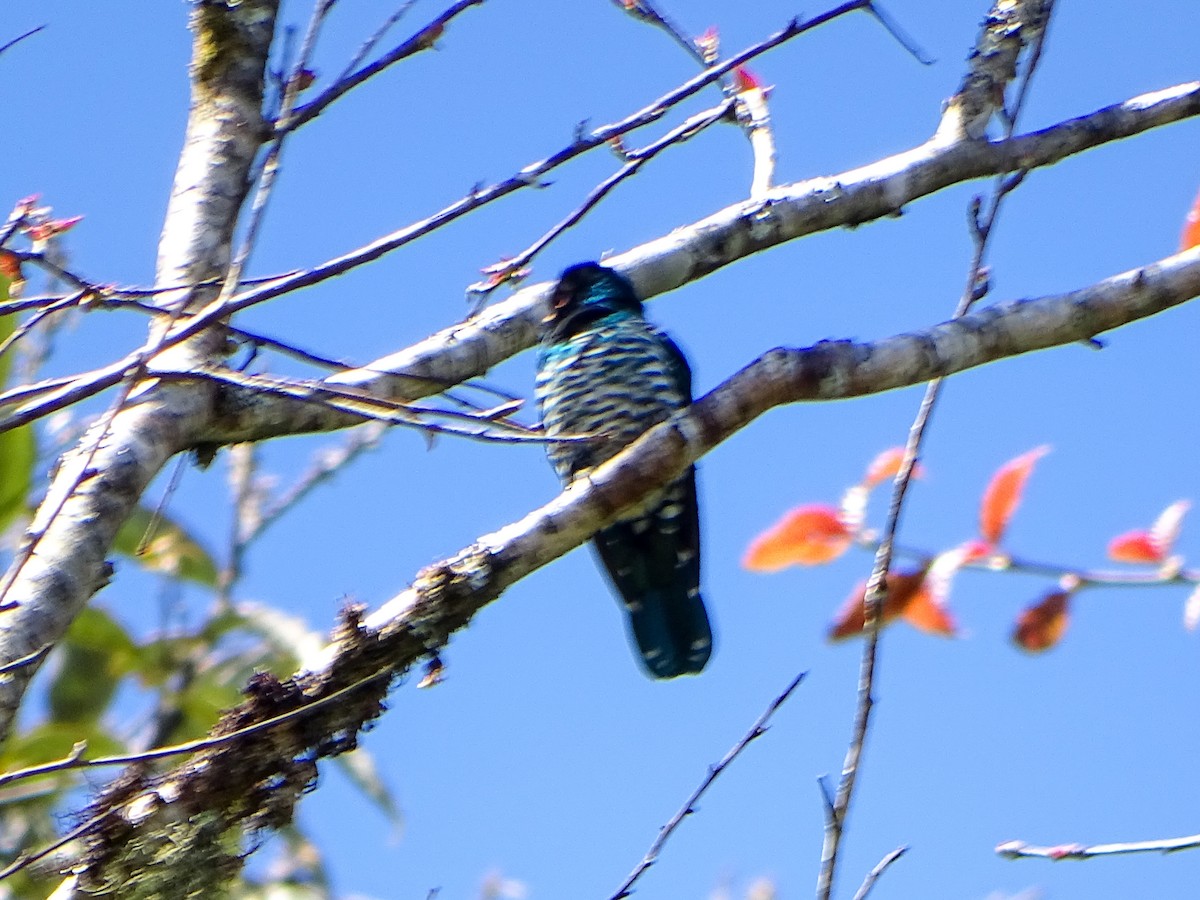 Изумрудная кукушка - ML646578806