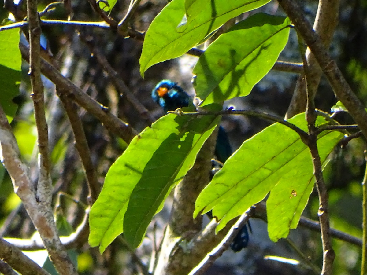 Изумрудная кукушка - ML646578807