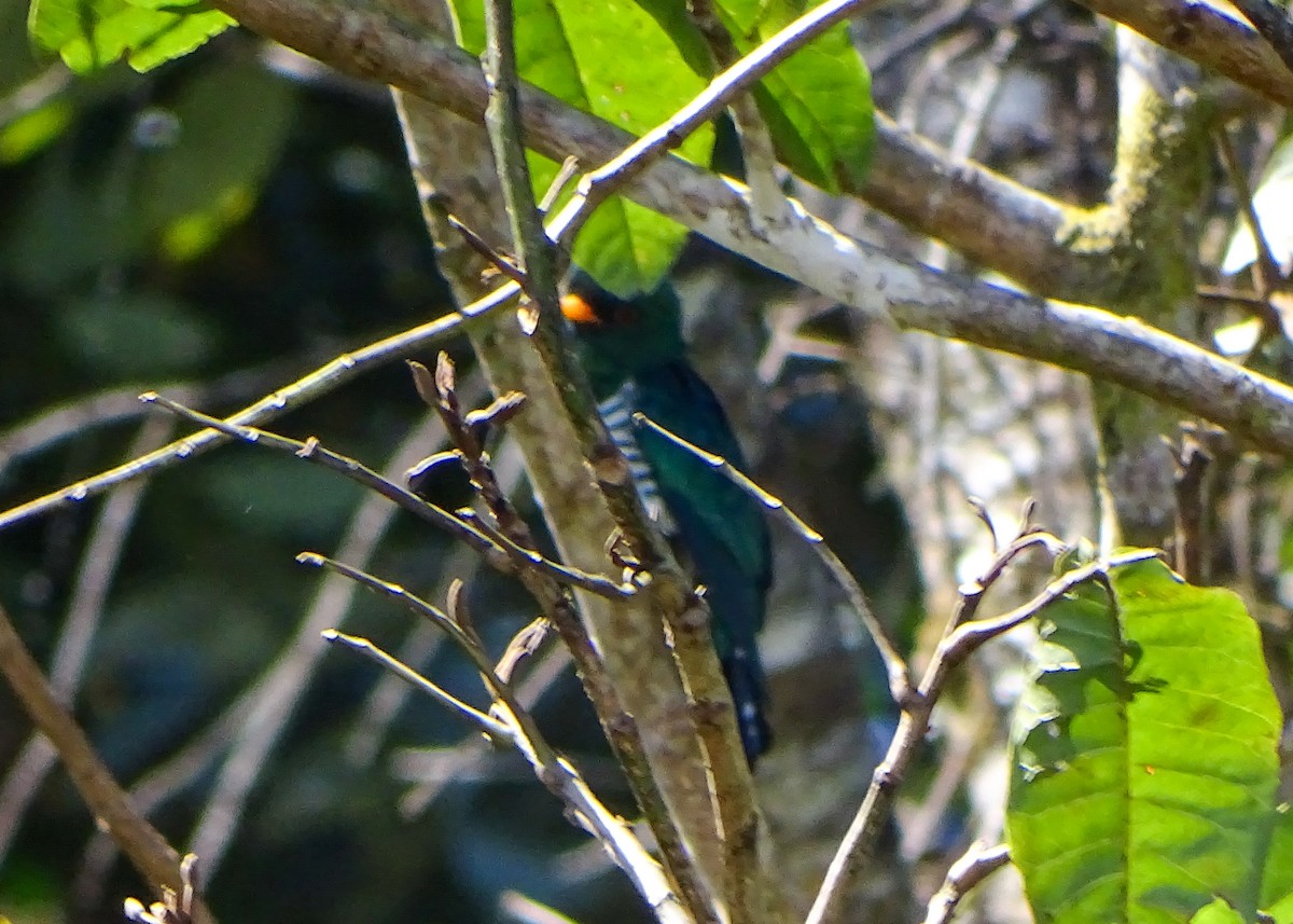 Изумрудная кукушка - ML646578808