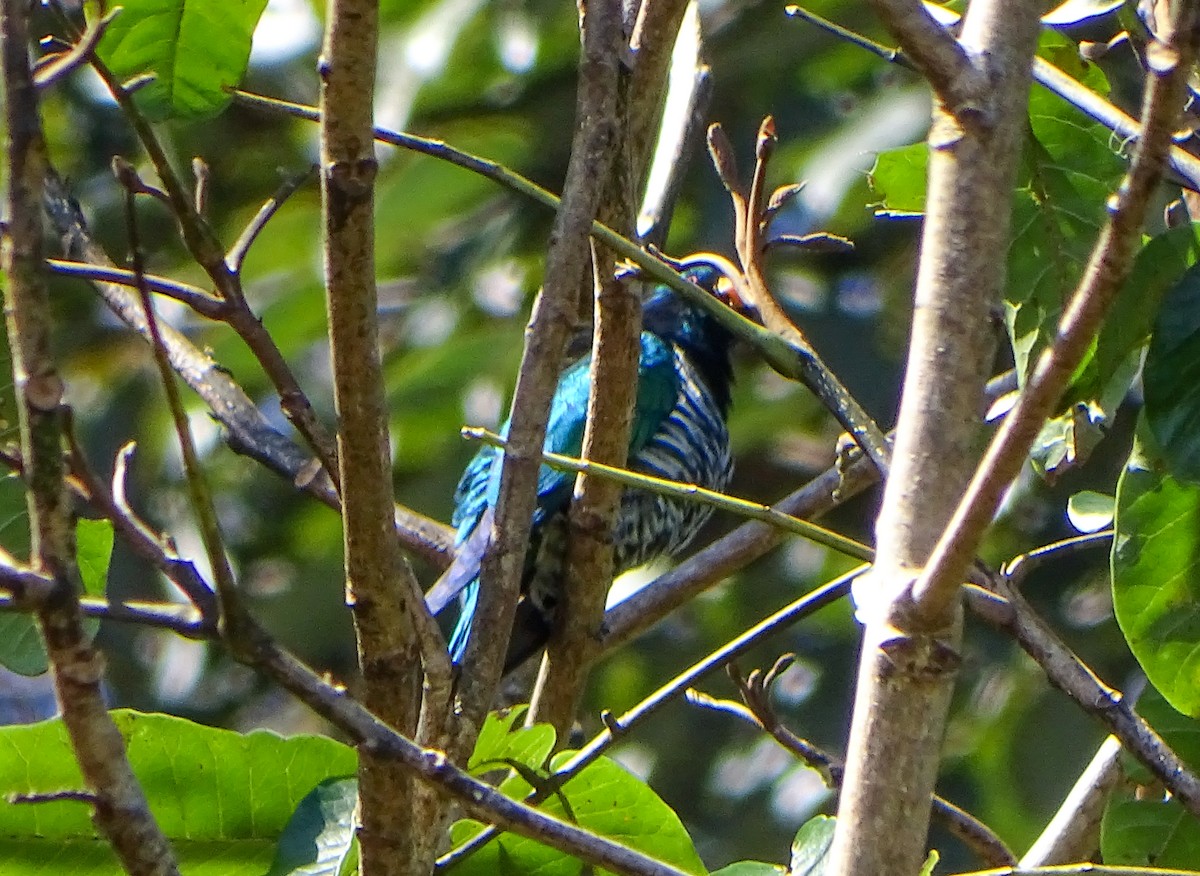 Изумрудная кукушка - ML646578809