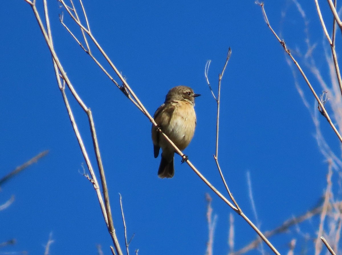 Черноголовый чекан - ML646578810